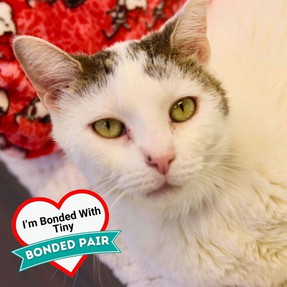 Enlarge Kitty Hawk, a Adoptable Domestic Short Hair in Wheeling, IL image 5/6