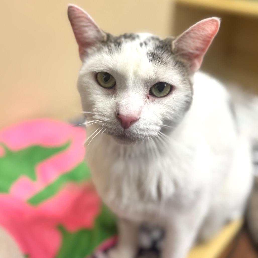 Kitty Hawk, a Adoptable Domestic Short Hair in Wheeling, IL image 6/6