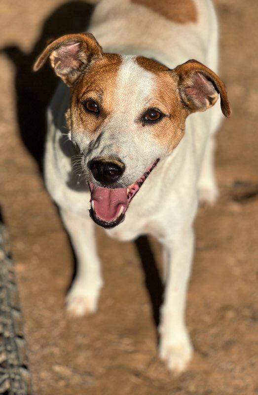 Enlarge Roxie/Phyllis*, a Adoptable Parson Russell Terrier in Columbia, TN image 3/3