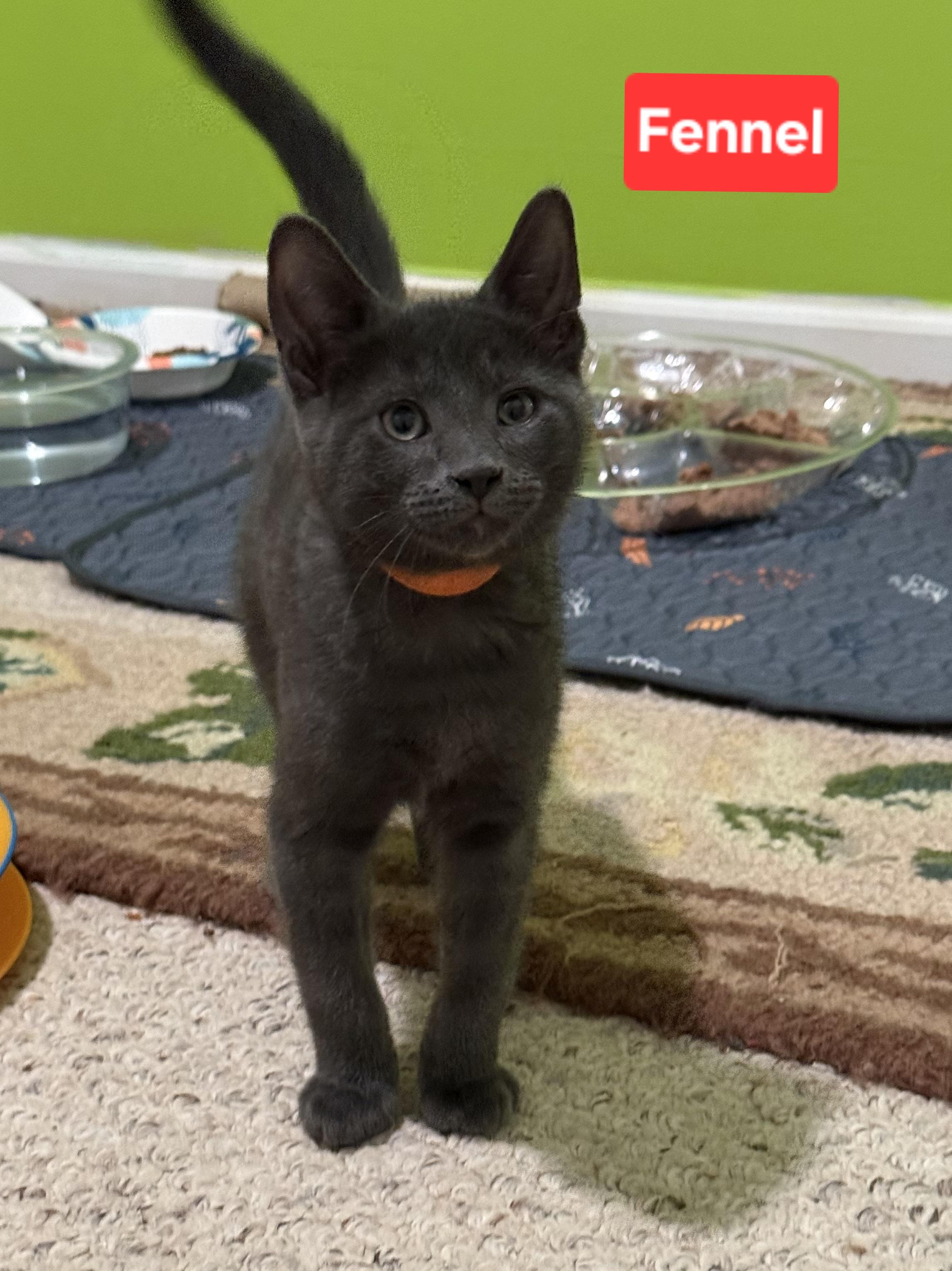 Enlarge Fennel (siblings are Basil, Dill, Rosemary & Sage), a ADOPTABLE Domestic Short Hair in Brighton, MI image 3/3