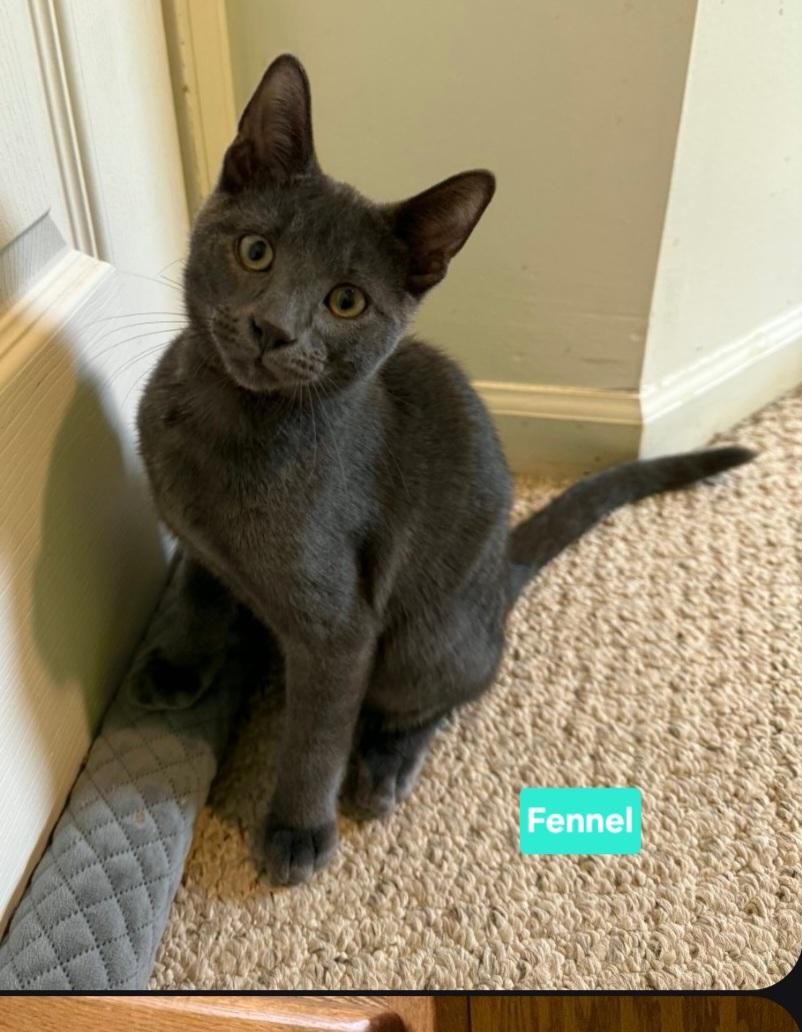Enlarge Fennel (siblings are Basil, Rosemary & Sage), a Adoptable Domestic Short Hair in Brighton, MI image 3/4