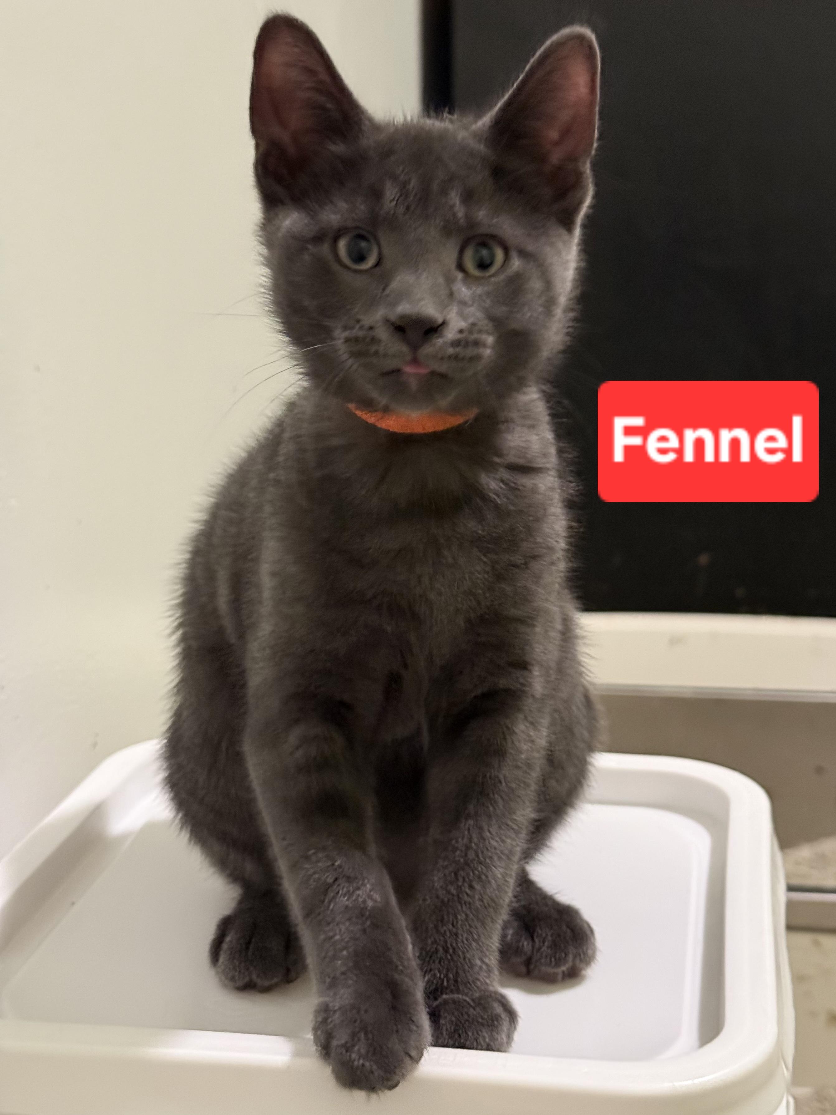Enlarge Fennel (siblings are Basil, Dill, Rosemary & Sage), a ADOPTABLE Domestic Short Hair in Brighton, MI image 2/3