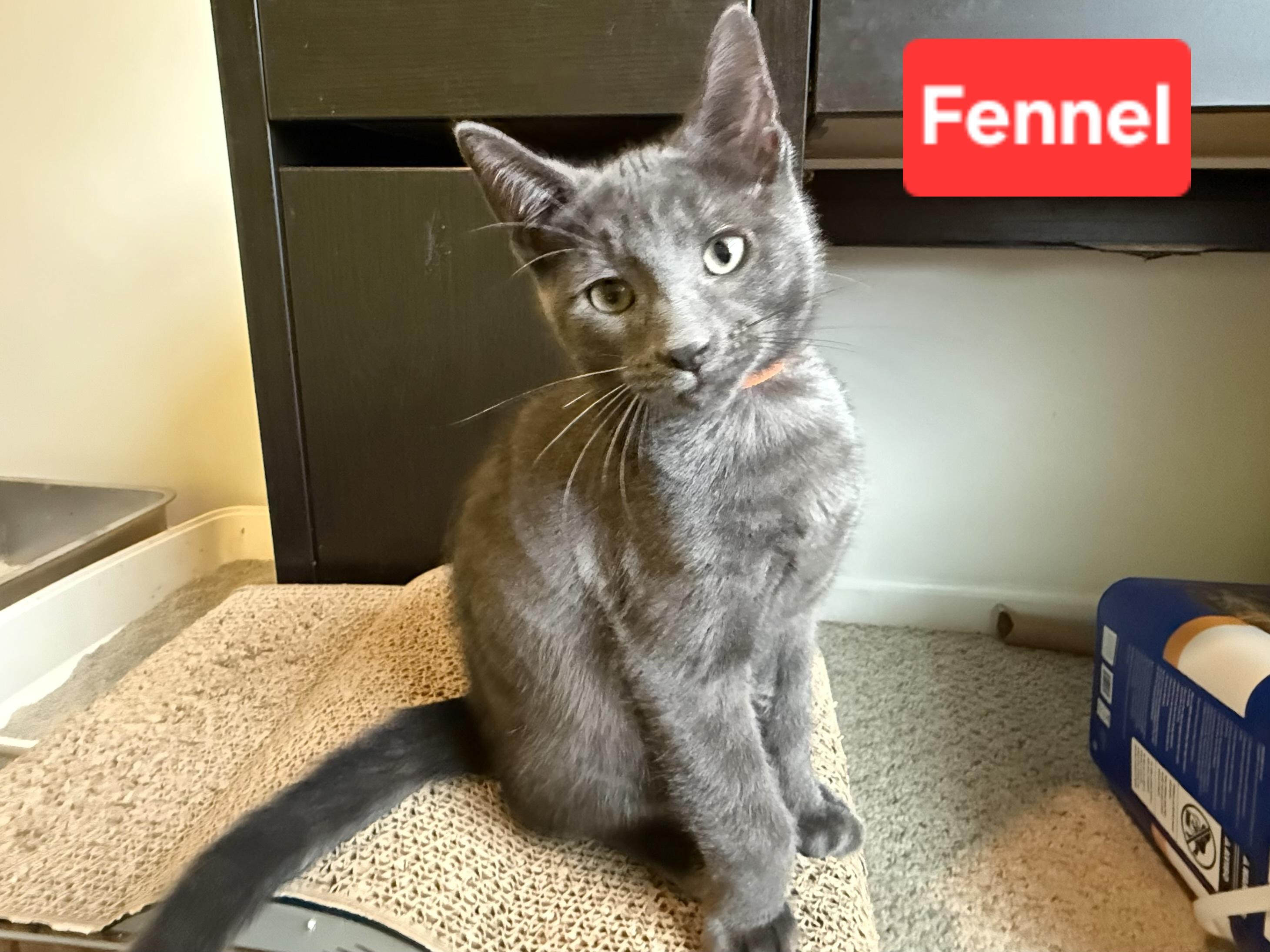 Fennel (siblings are Basil, Dill, Rosemary & Sage), ADOPTABLE, Kitten Male Domestic Short Hair.