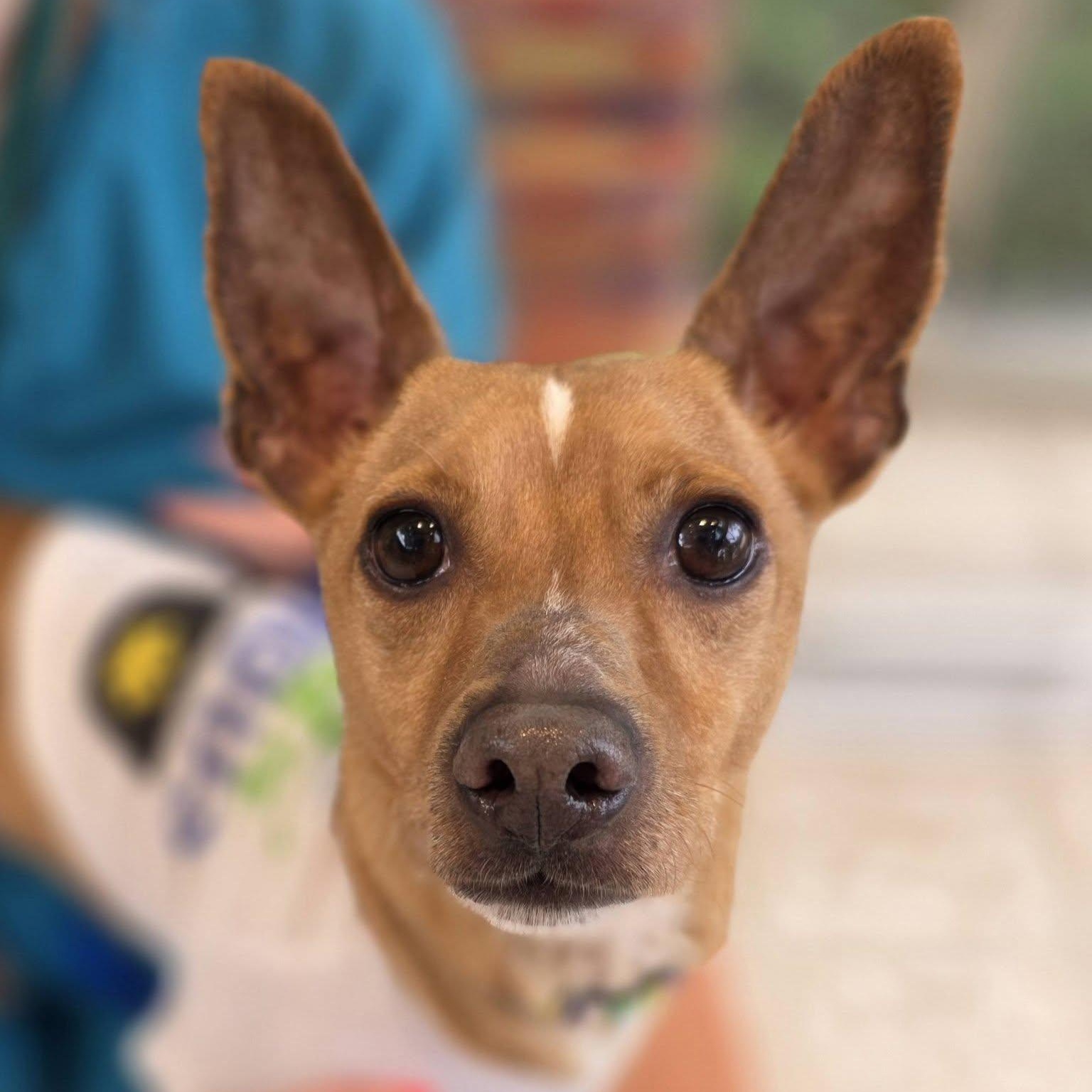 Alfie, ADOPTABLE, Young Male Rat Terrier & Chihuahua.