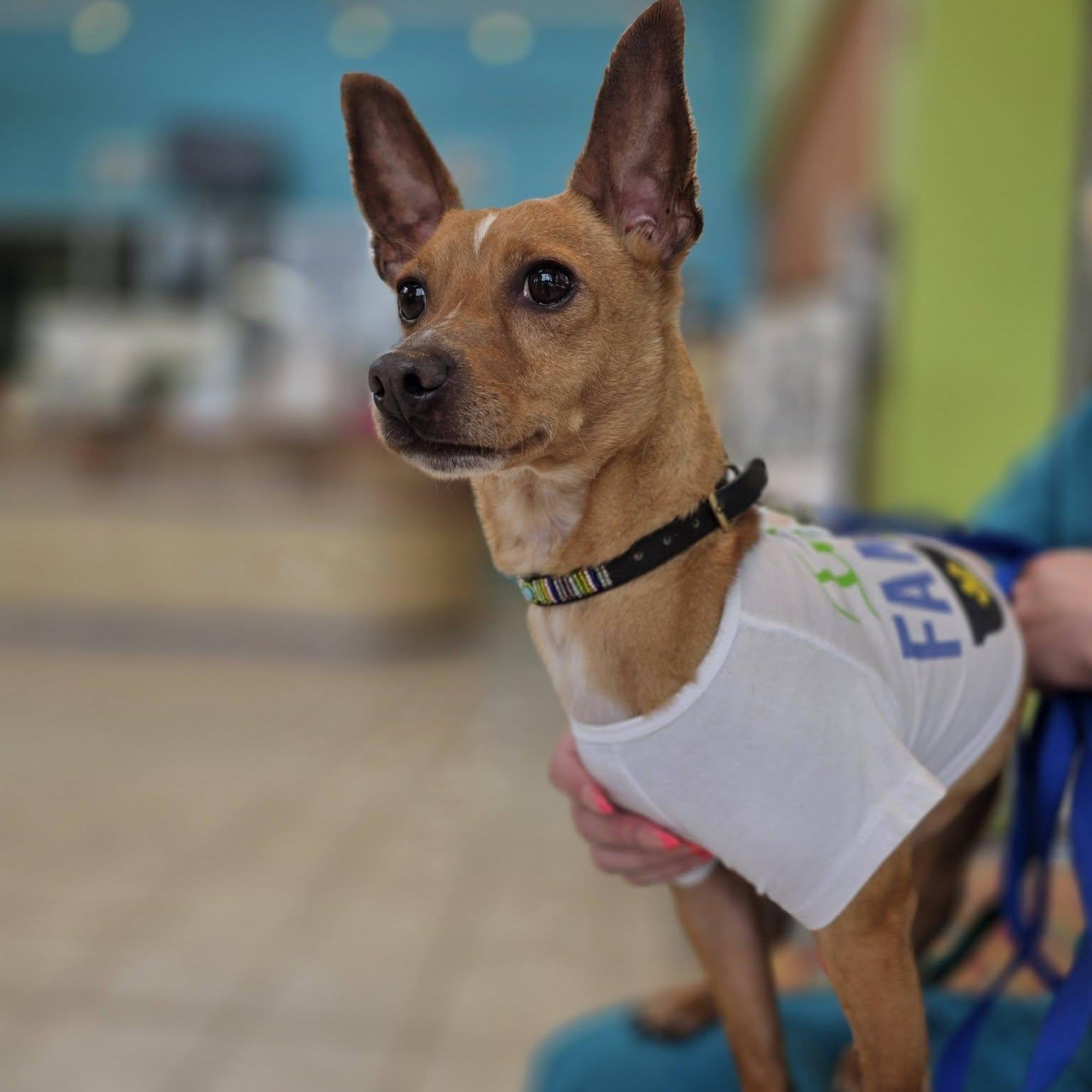 Alfie, a ADOPTABLE mixed breed in Wheeling, IL image 6/6