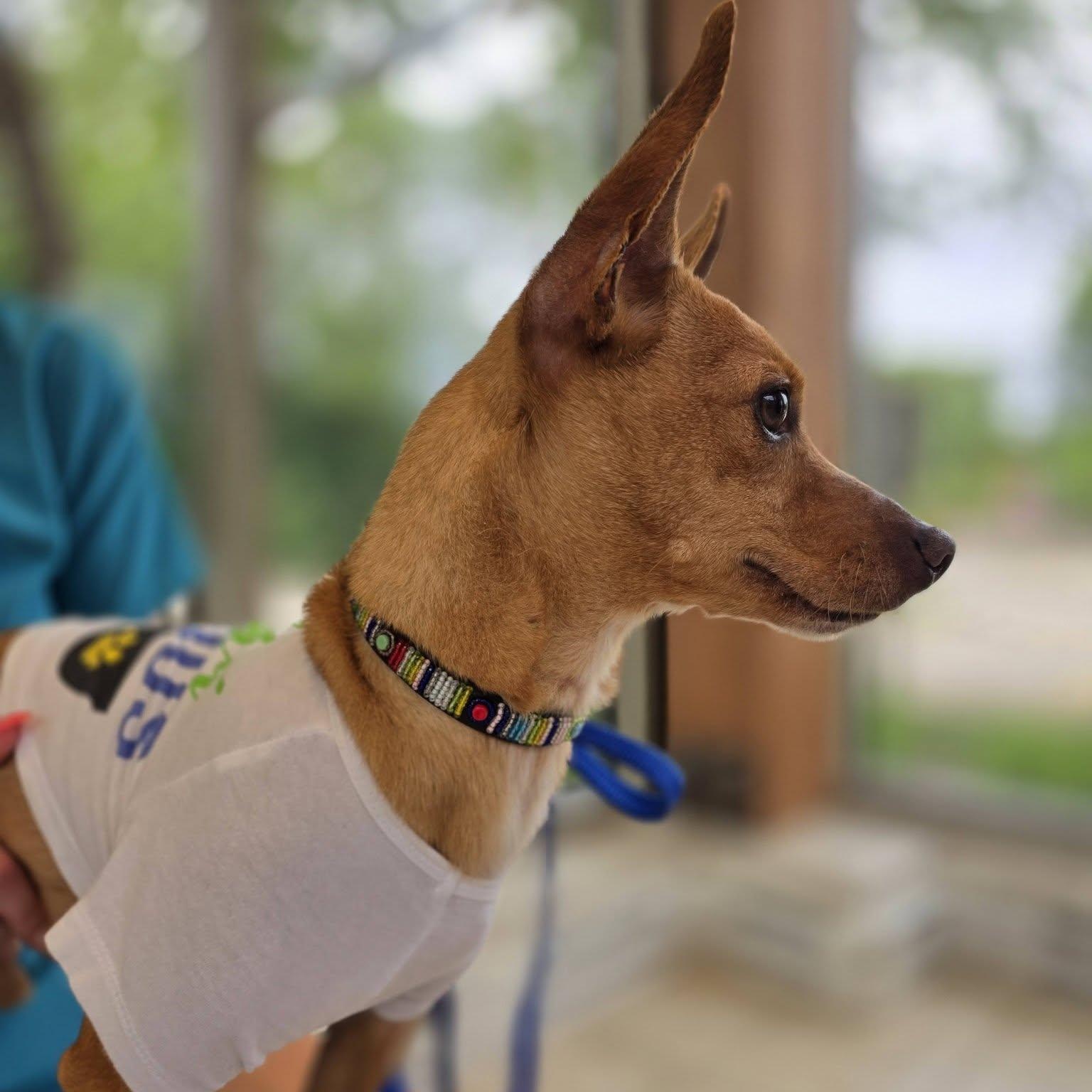 Alfie, a ADOPTABLE mixed breed in Wheeling, IL image 2/6