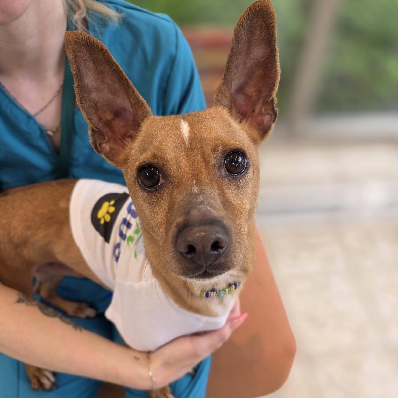 Alfie, a ADOPTABLE mixed breed in Wheeling, IL image 4/6