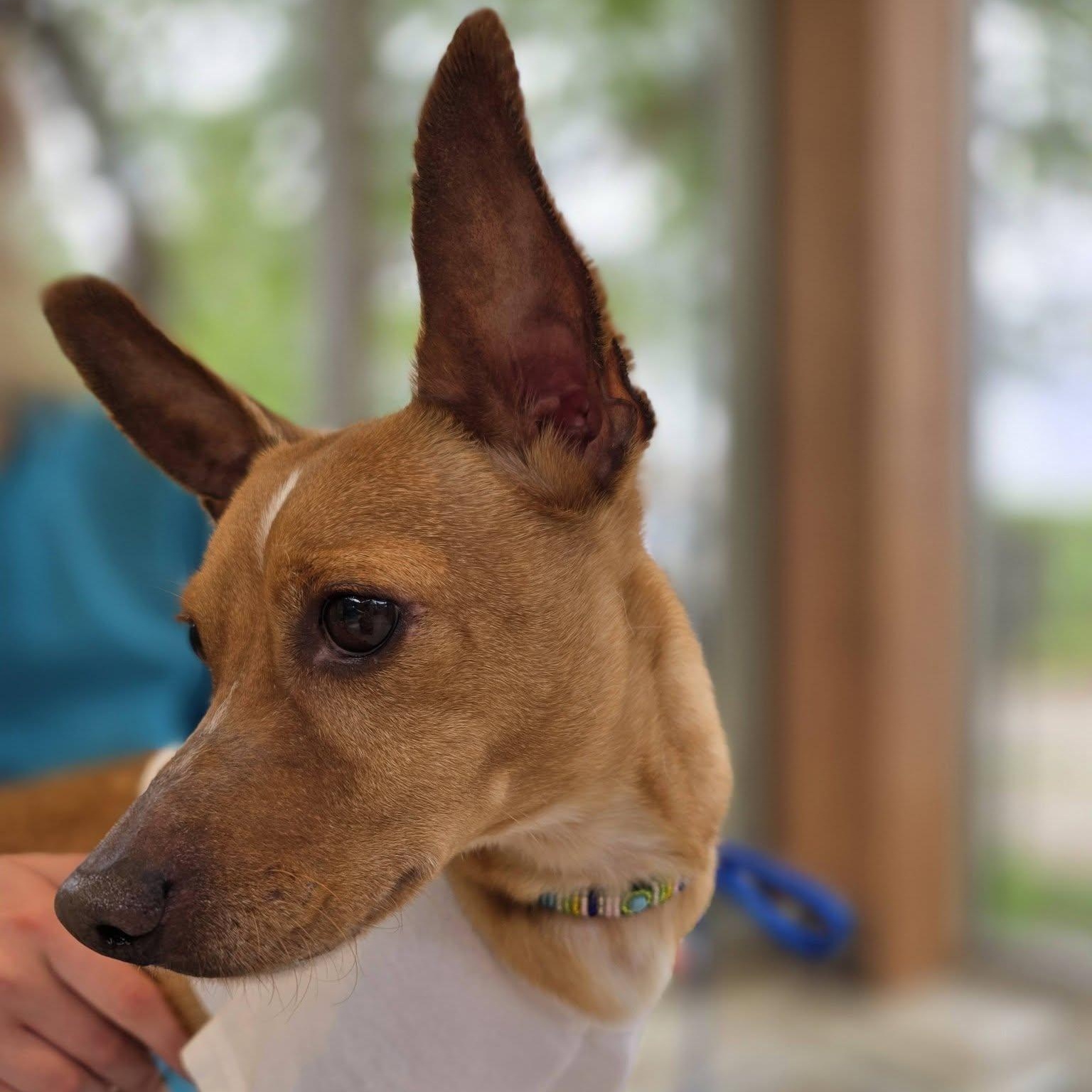 Alfie, a ADOPTABLE mixed breed in Wheeling, IL image 5/6