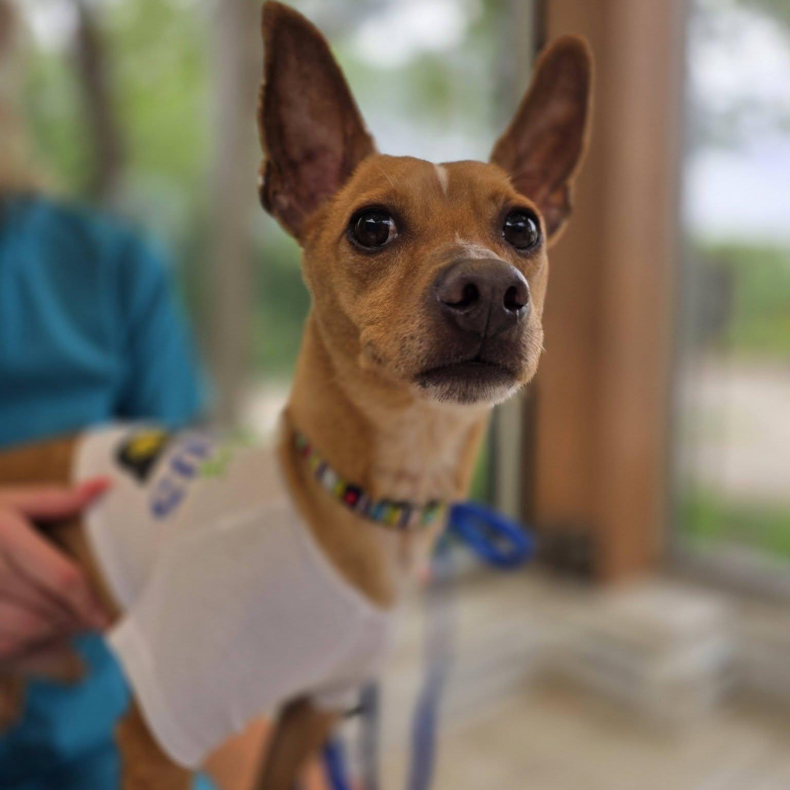 Alfie, a ADOPTABLE mixed breed in Wheeling, IL image 3/6