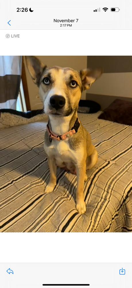 Enlarge Aspen, a Adoptable mixed breed in Cheektowaga, NY image 1/3