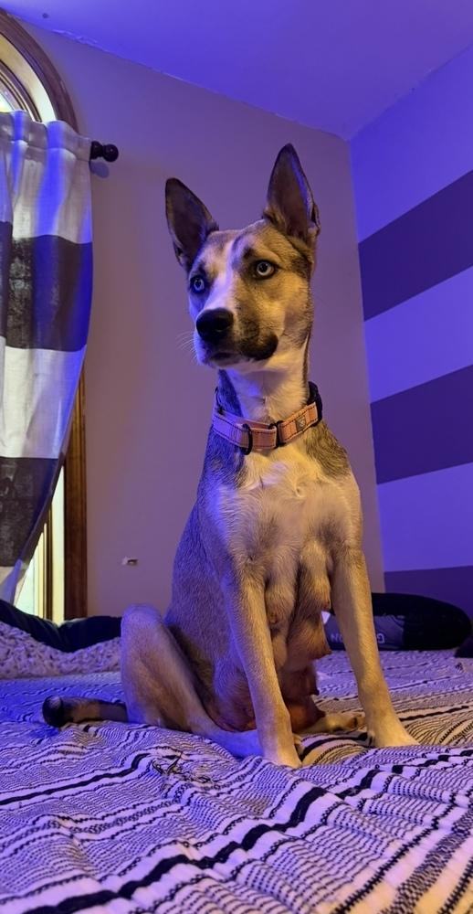 Enlarge Aspen, a Adoptable mixed breed in Cheektowaga, NY image 2/3