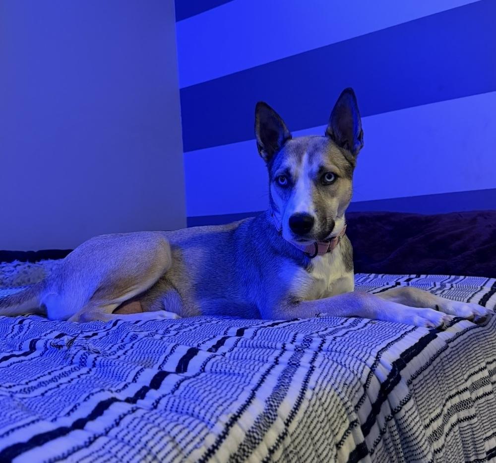 Enlarge Aspen, a Adoptable mixed breed in Cheektowaga, NY image 3/3