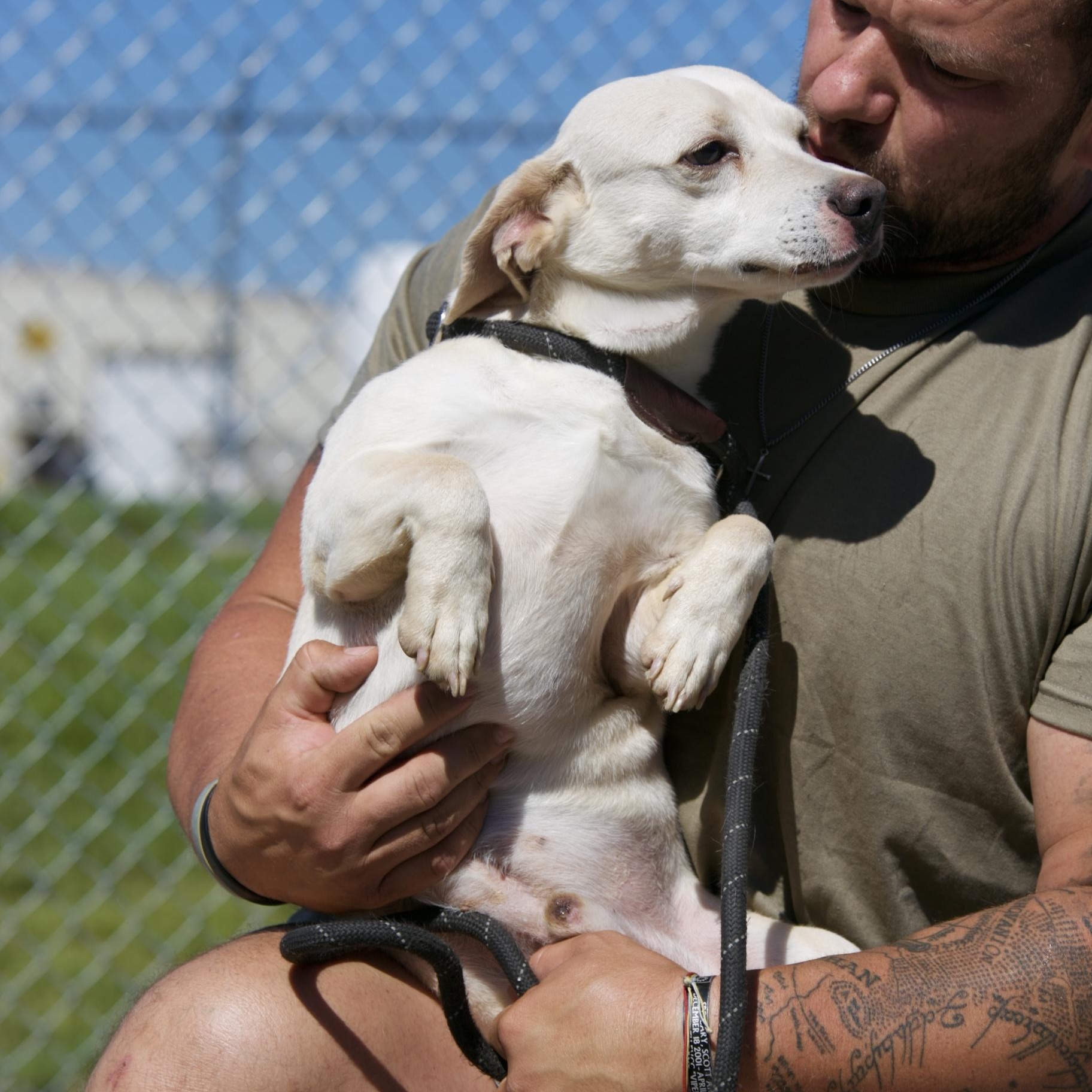 Enlarge Snow, a ADOPTABLE mixed breed in Mount Sterling, KY image 2/3