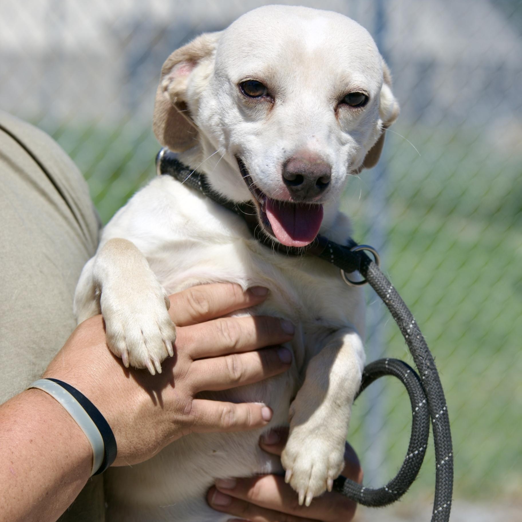 Enlarge Snow, a ADOPTABLE mixed breed in Mount Sterling, KY image 1/3