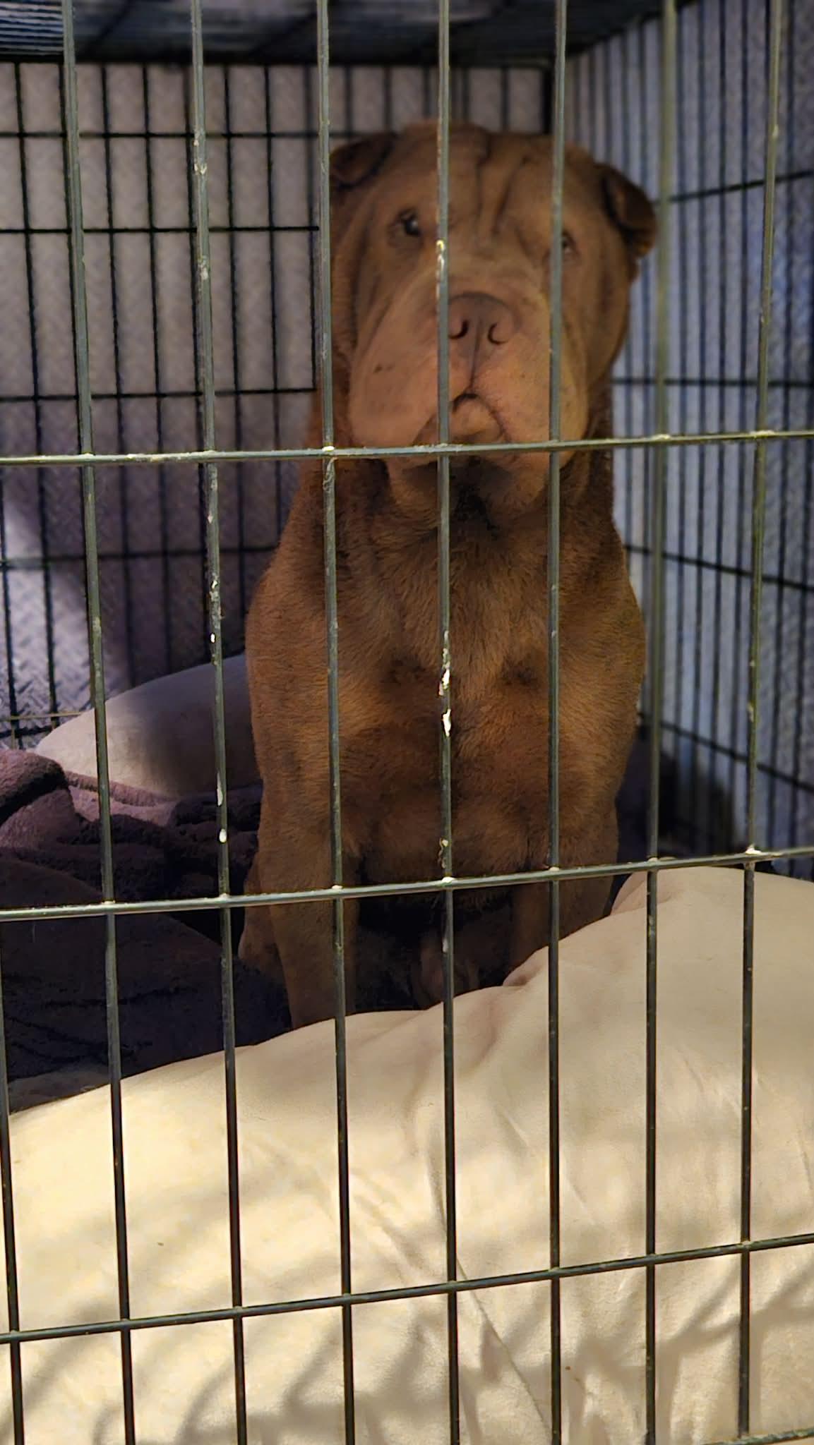 Enlarge New! Beau, a ADOPTABLE Shar-Pei in Vancouver, BC image 3/4