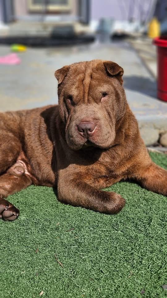 Enlarge New! Beau, a ADOPTABLE Shar-Pei in Vancouver, BC image 1/4