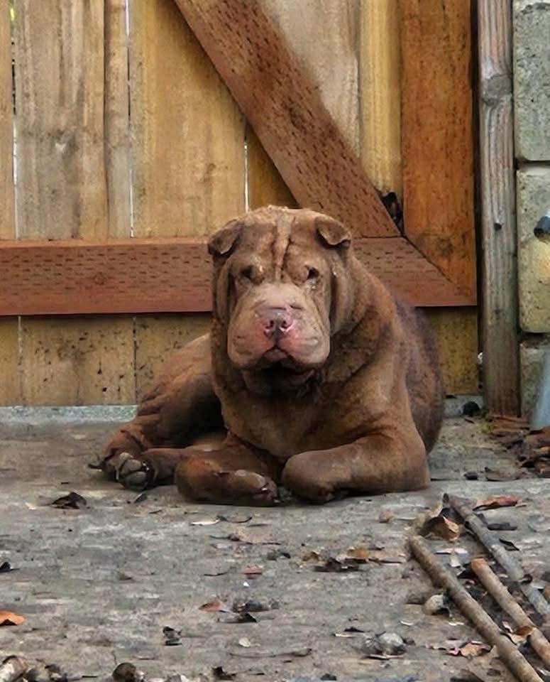 Enlarge New! Beau, a ADOPTABLE Shar-Pei in Vancouver, BC image 4/4