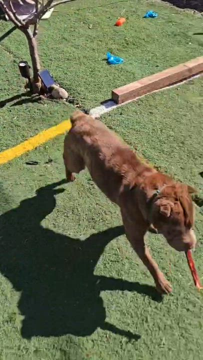 Enlarge New! Beau, a ADOPTABLE Shar-Pei in Vancouver, BC video 2/4