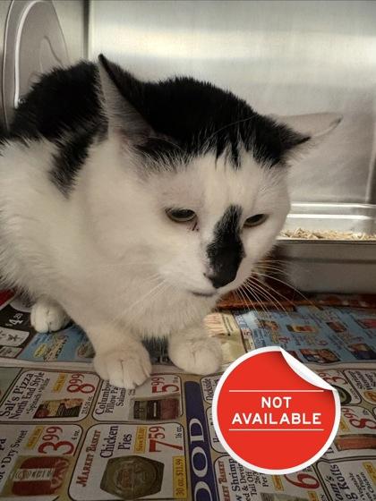 Lucky, Adoptable, Adult Male Domestic Short Hair & Domestic Short Hair.