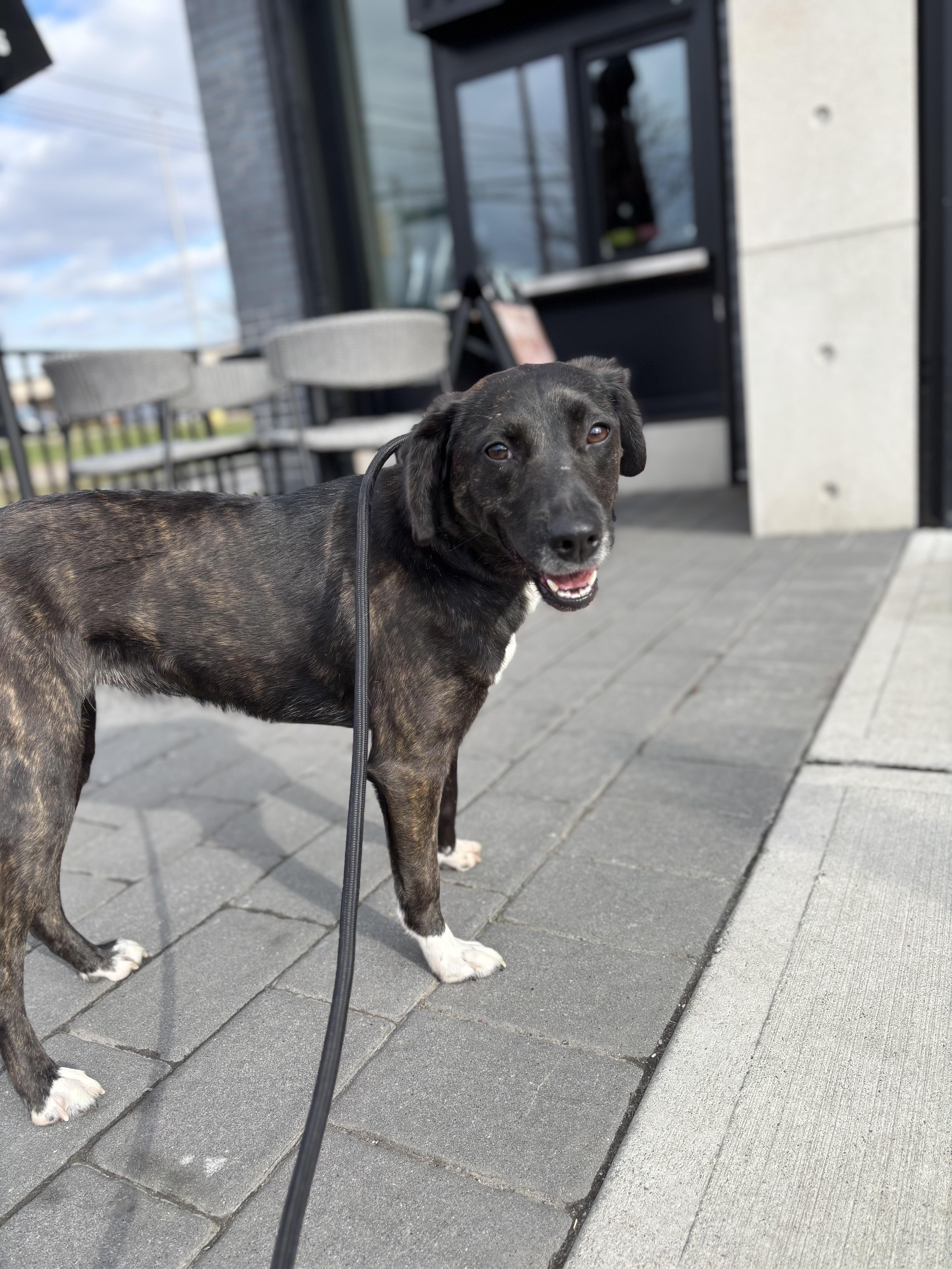 Enlarge Leah , a ADOPTABLE mixed breed in Succasunna, NJ image 2/6