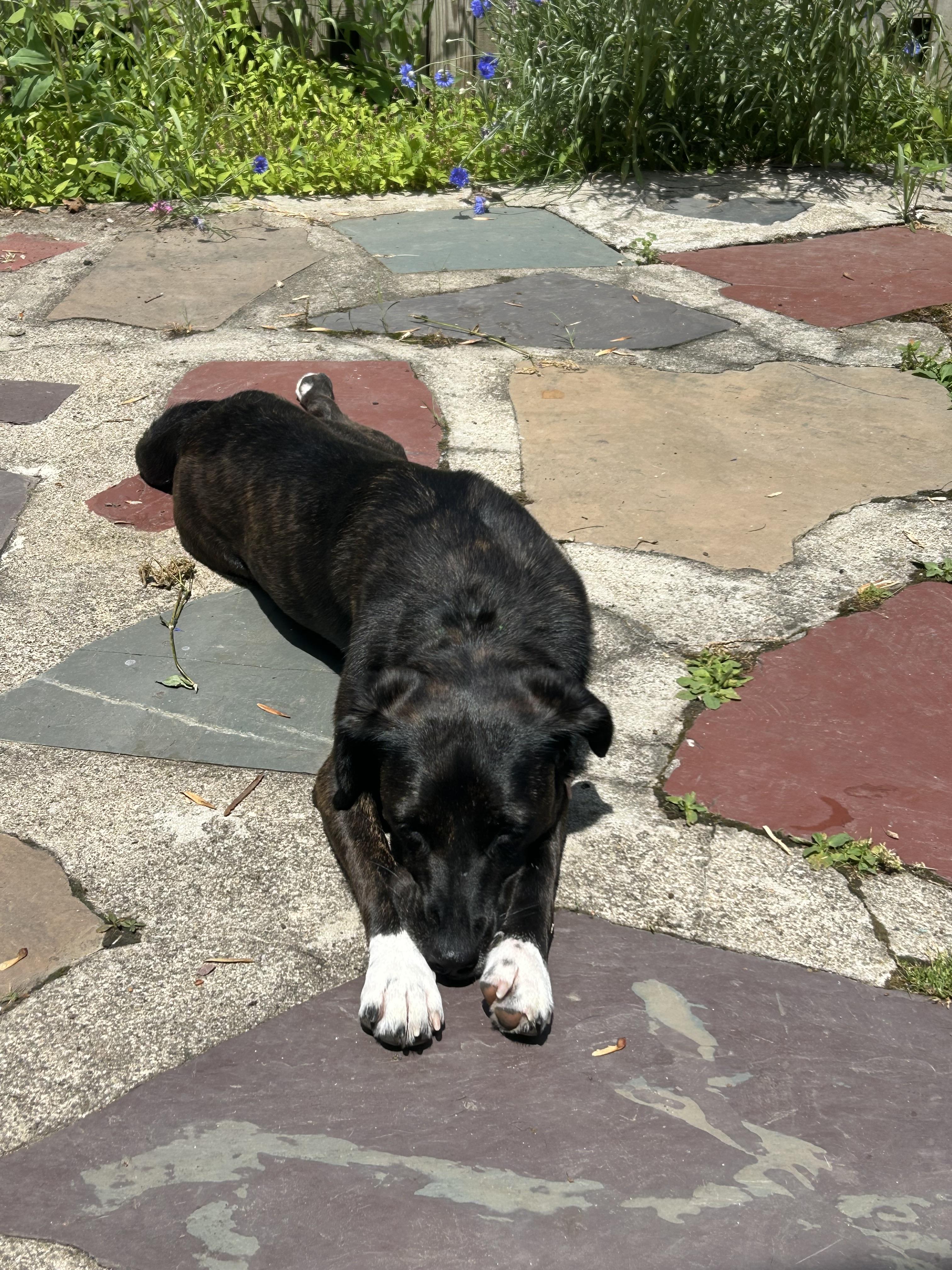 Enlarge Leah , a ADOPTABLE mixed breed in Succasunna, NJ image 5/6