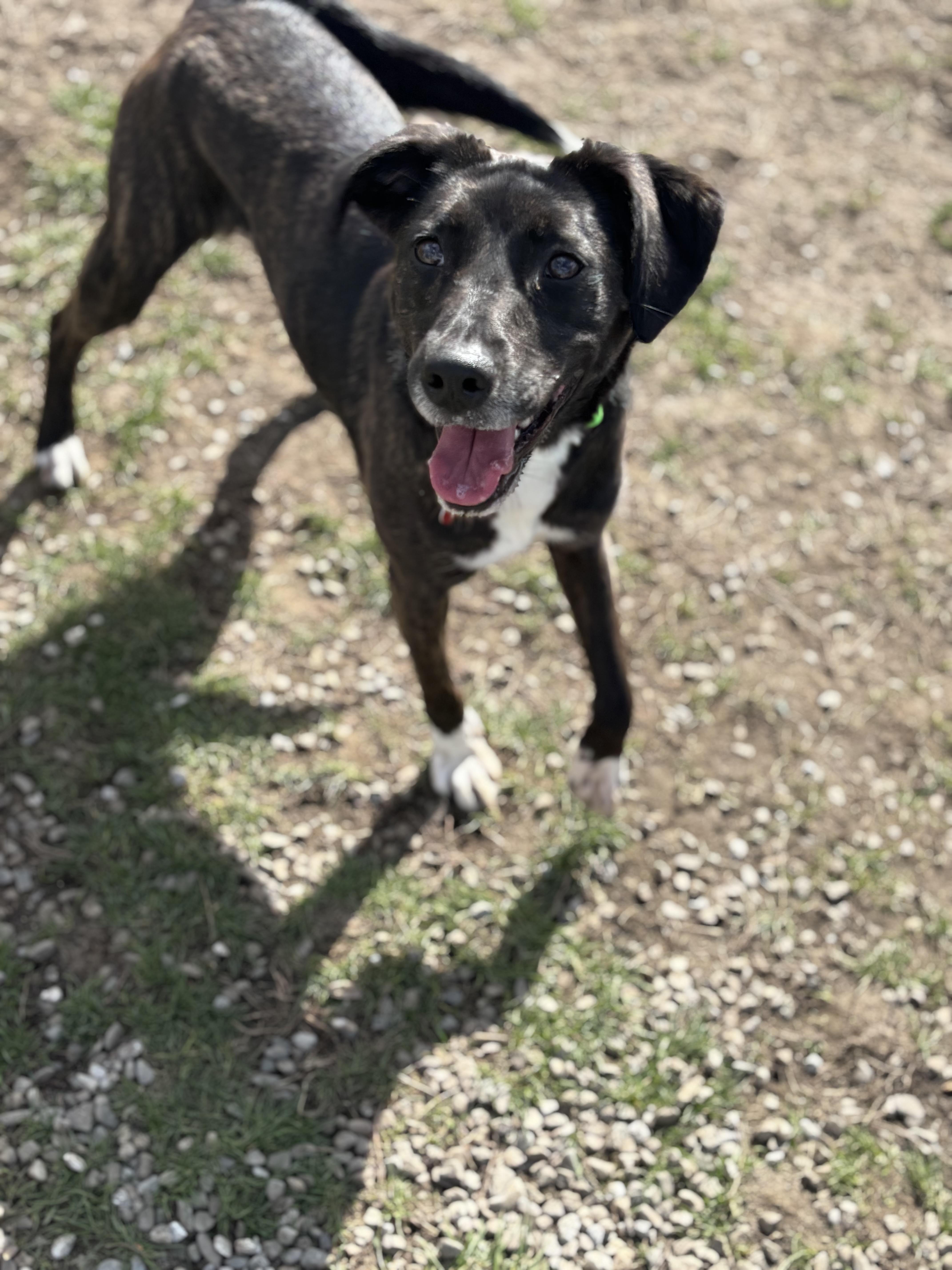 Enlarge Leah , a ADOPTABLE mixed breed in Succasunna, NJ image 5/6