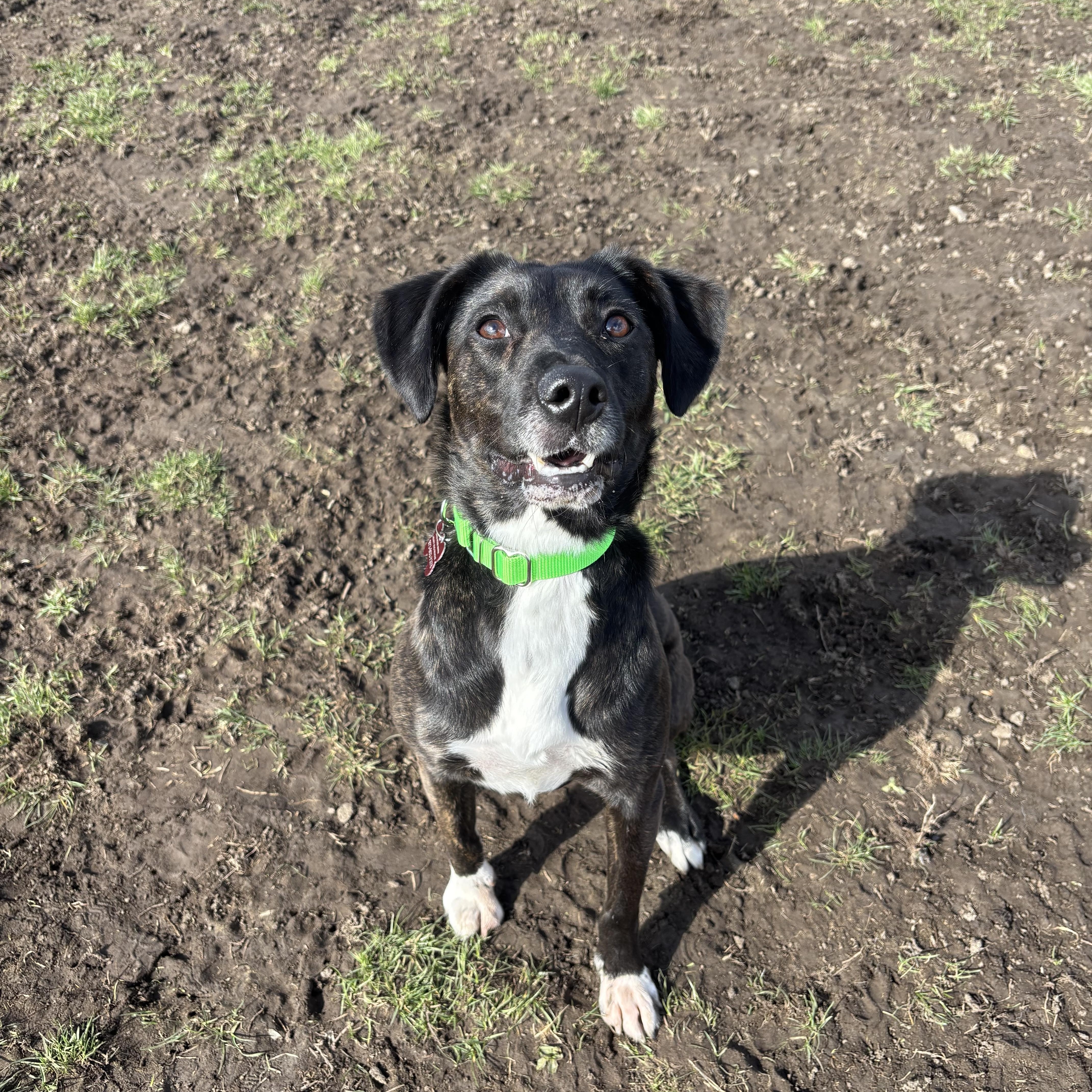 Enlarge Leah , a ADOPTABLE mixed breed in Succasunna, NJ image 4/6