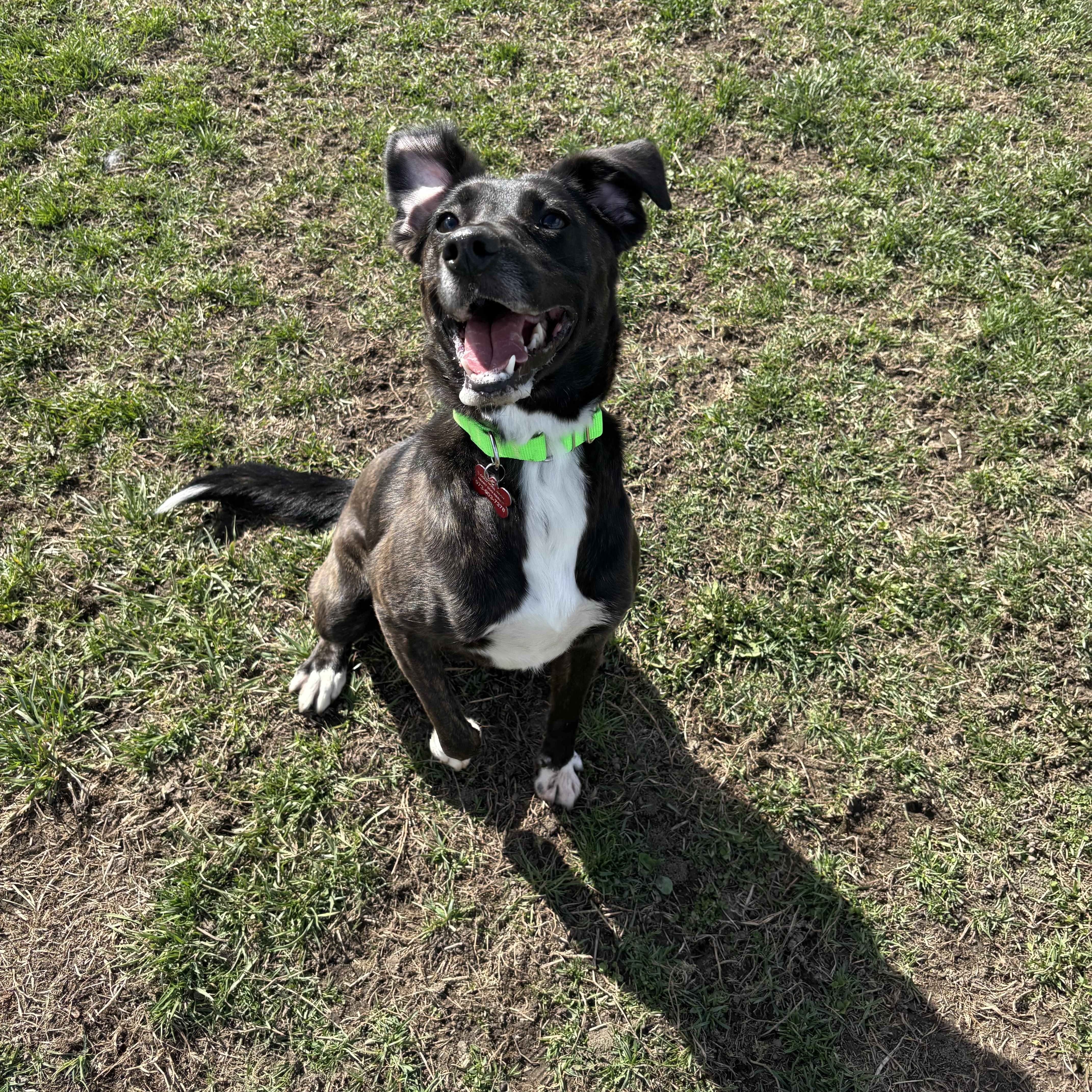 Enlarge Leah , a ADOPTABLE mixed breed in Succasunna, NJ image 6/6