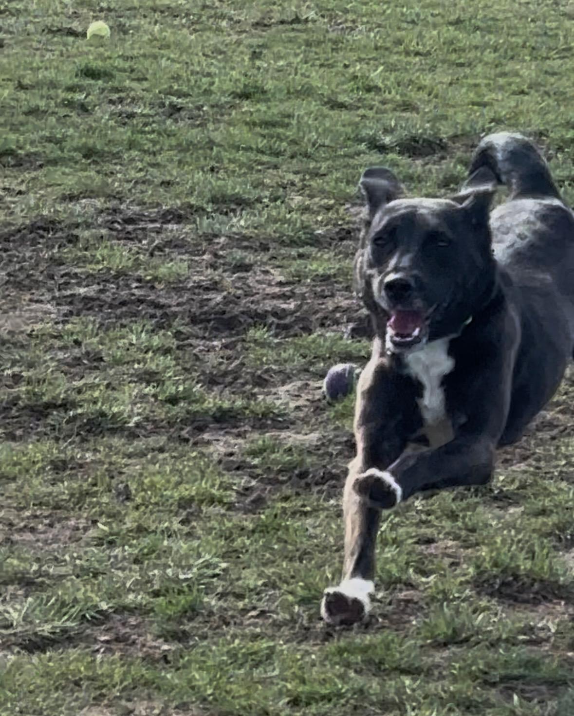 Enlarge Leah , a ADOPTABLE mixed breed in Succasunna, NJ image 3/6