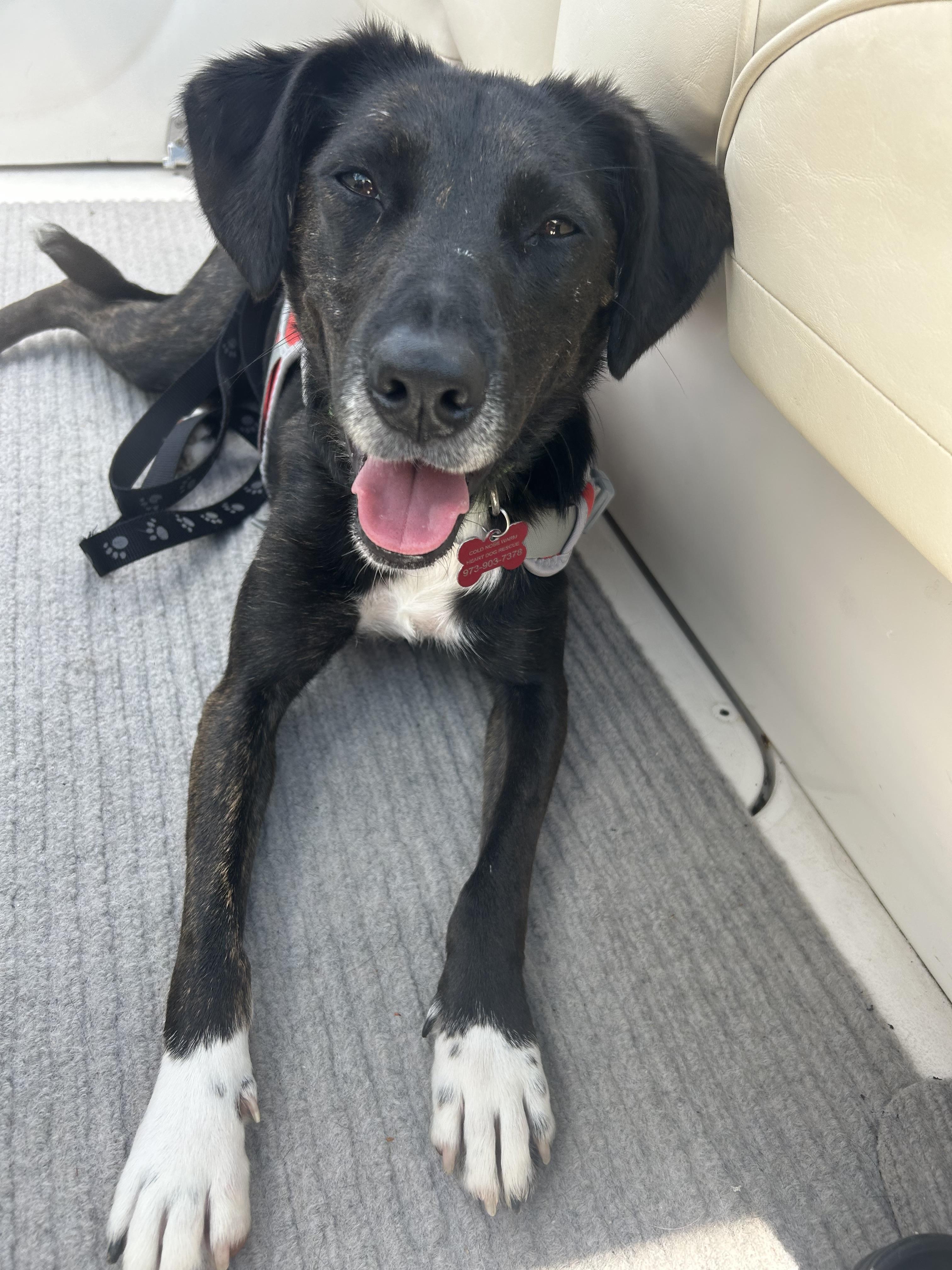 Enlarge Leah , an adoptable mixed breed in Succasunna, NJ image 2/4