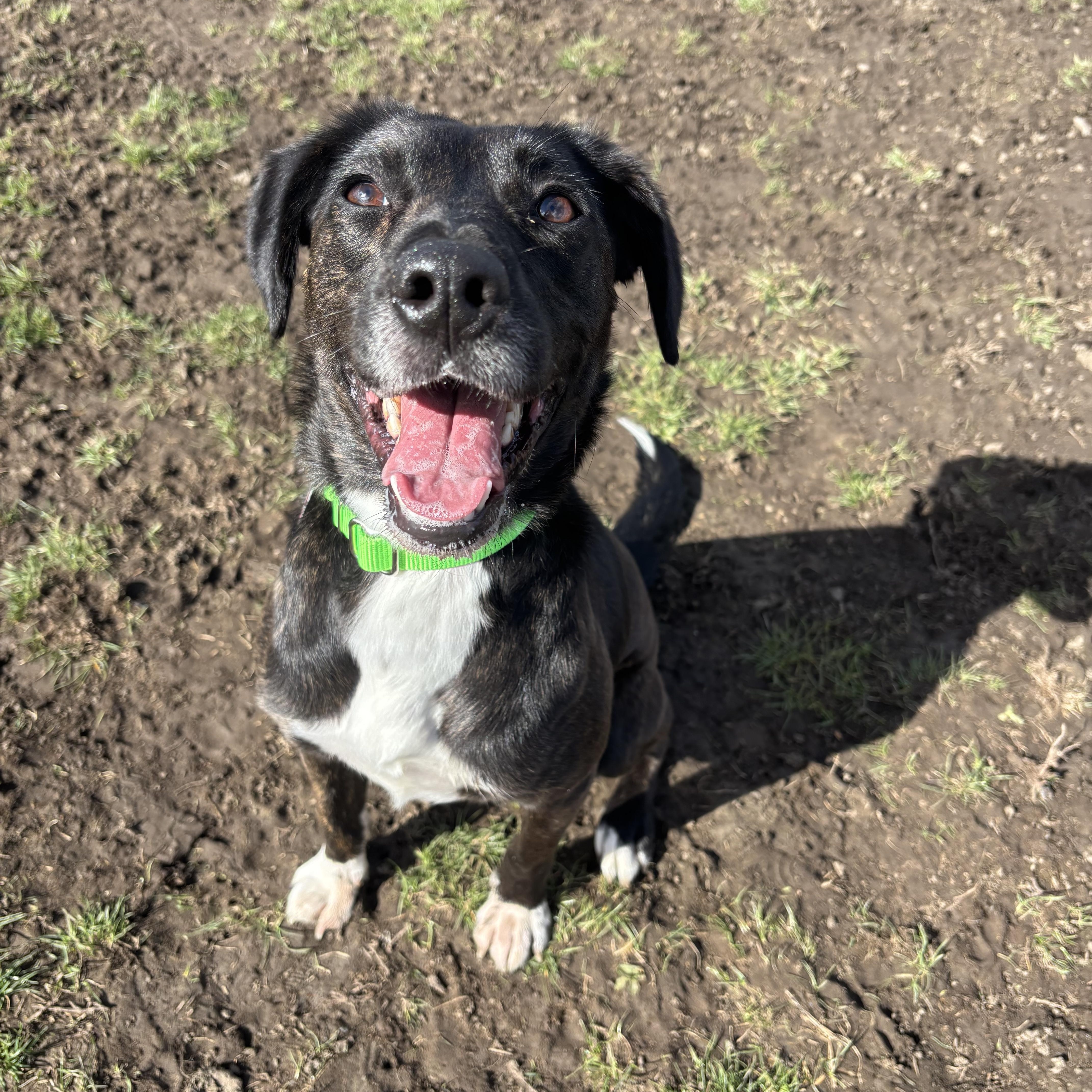 Leah , ADOPTABLE, Adult Female Shepherd.