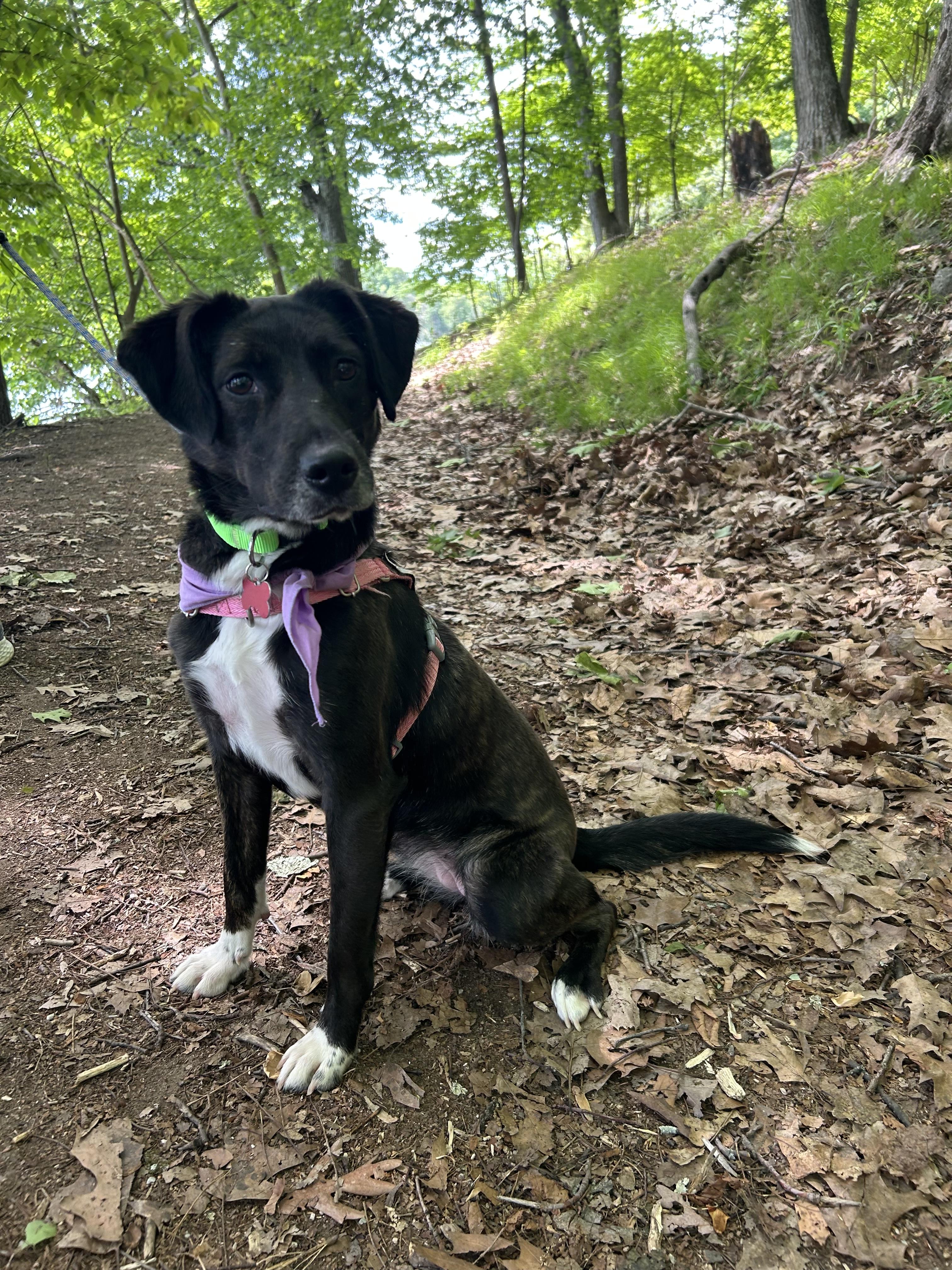 Enlarge Leah , a ADOPTABLE mixed breed in Succasunna, NJ image 6/6