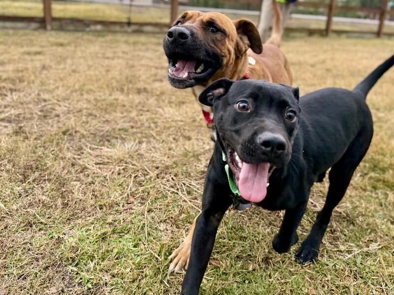 Zazoo Silly Sidekick