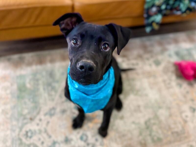 Zazoo Silly Sidekick — thumbnail 2