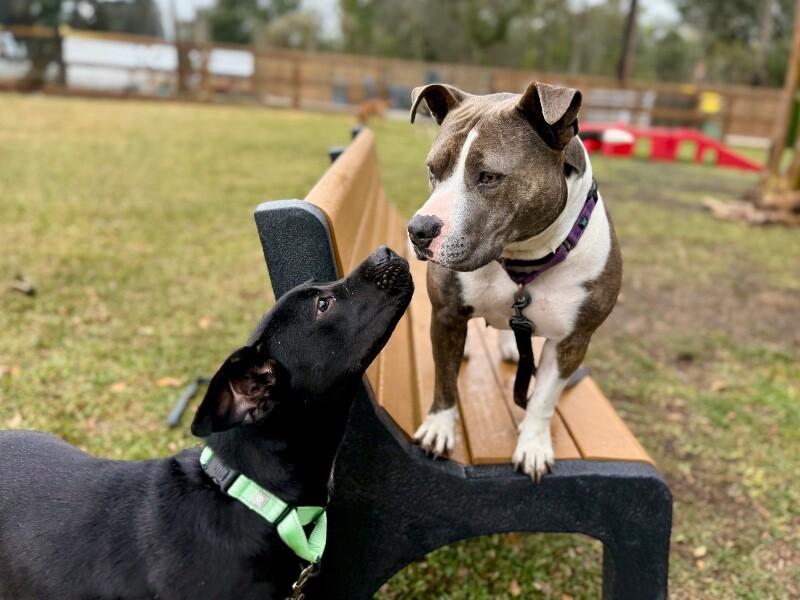 Zazoo Silly Sidekick — thumbnail 3