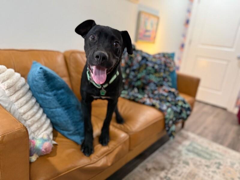 Zazoo Silly Sidekick — thumbnail 5