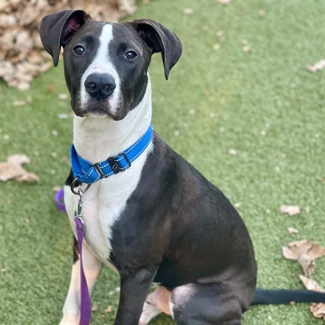 LEVI, Adoptable, Young Male Mixed Breed.