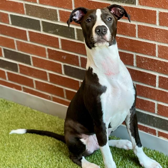 LEVI, Adoptable, Young Male Mixed Breed.