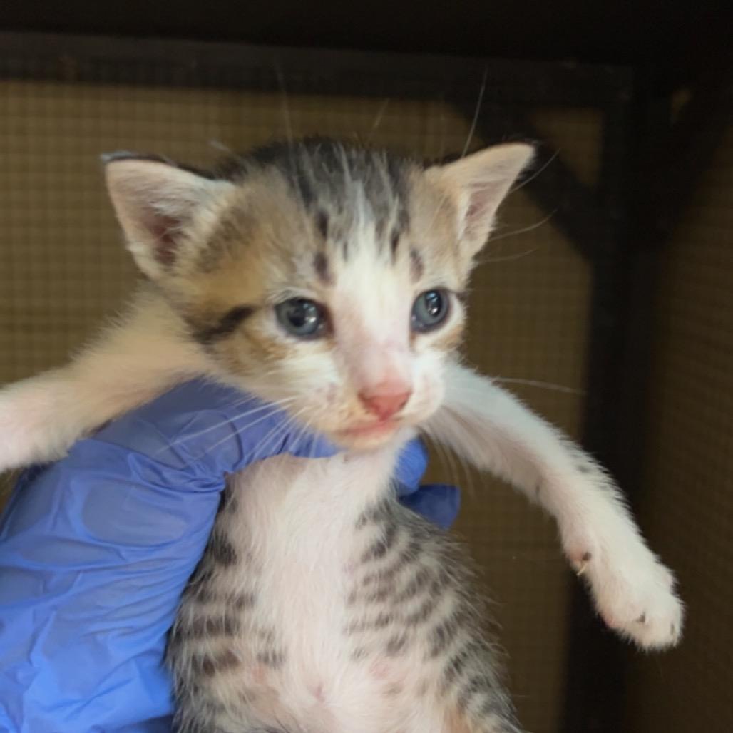 Drewry 1, Adoptable, Kitten Male Domestic Short Hair.