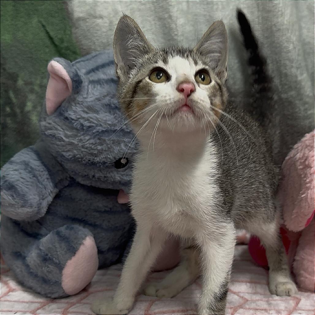 Enlarge Drewry 1, a Adoptable Domestic Short Hair in Monroeville, AL image 2/2