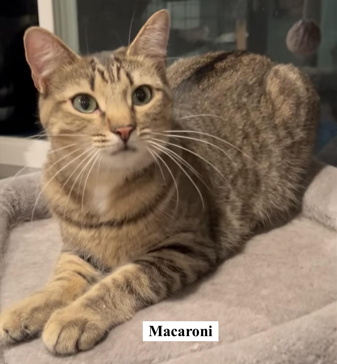 Macaroni, Young Female Domestic Short Hair