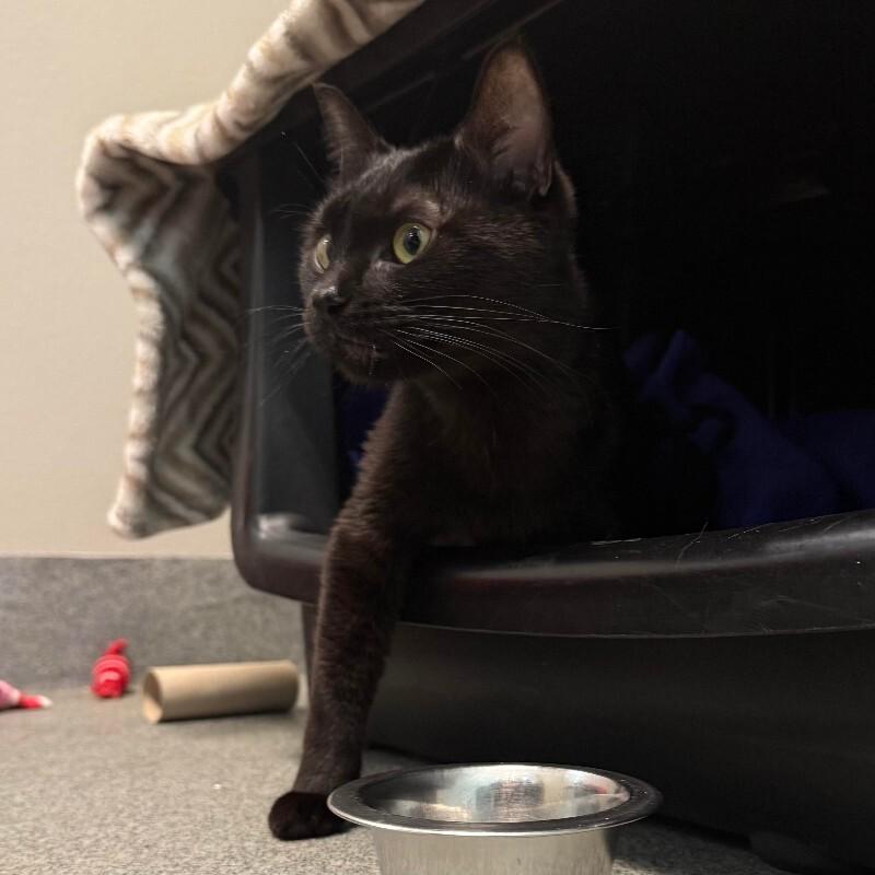 Ishvari, a Adoptable Domestic Short Hair in Fort Collins, CO image 1/3