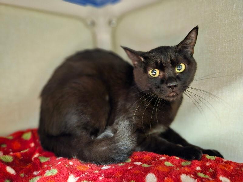 Ishvari, a Adoptable Domestic Short Hair in Fort Collins, CO image 2/3