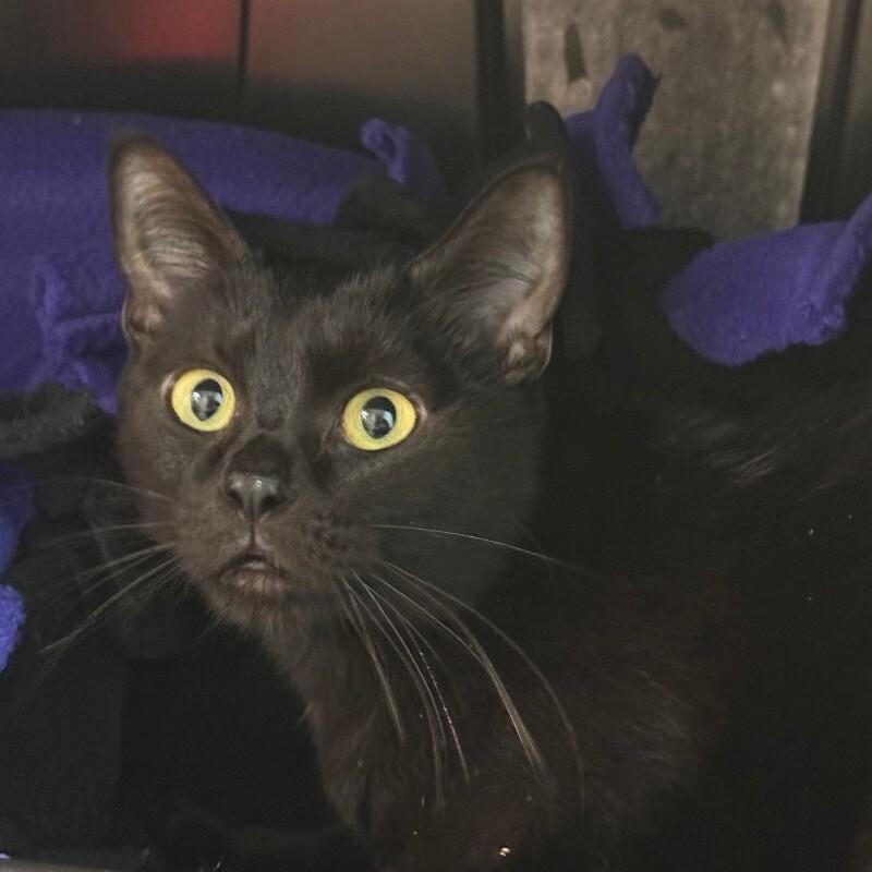 Ishvari, a Adoptable Domestic Short Hair in Fort Collins, CO image 3/3