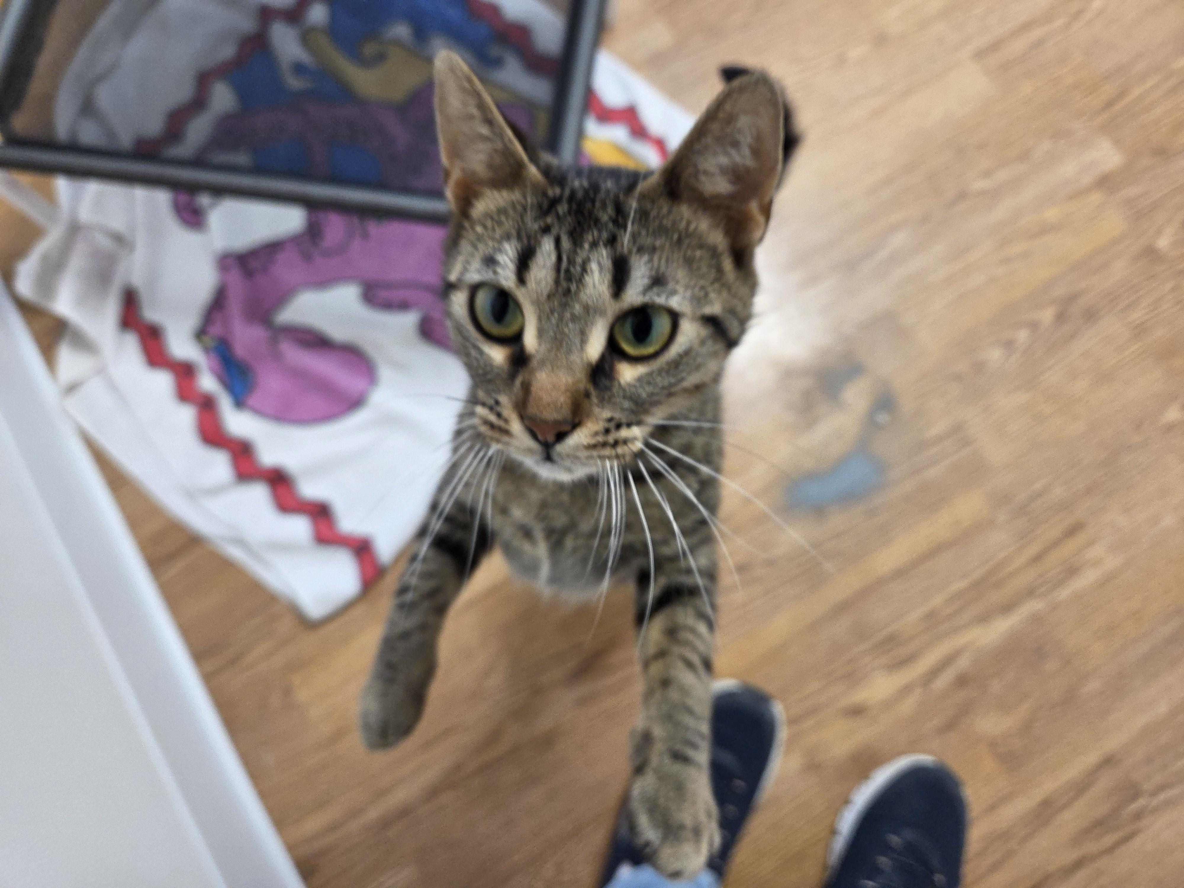 Enlarge Duchess, a ADOPTABLE mixed breed in Carsonville, MI image 1/2