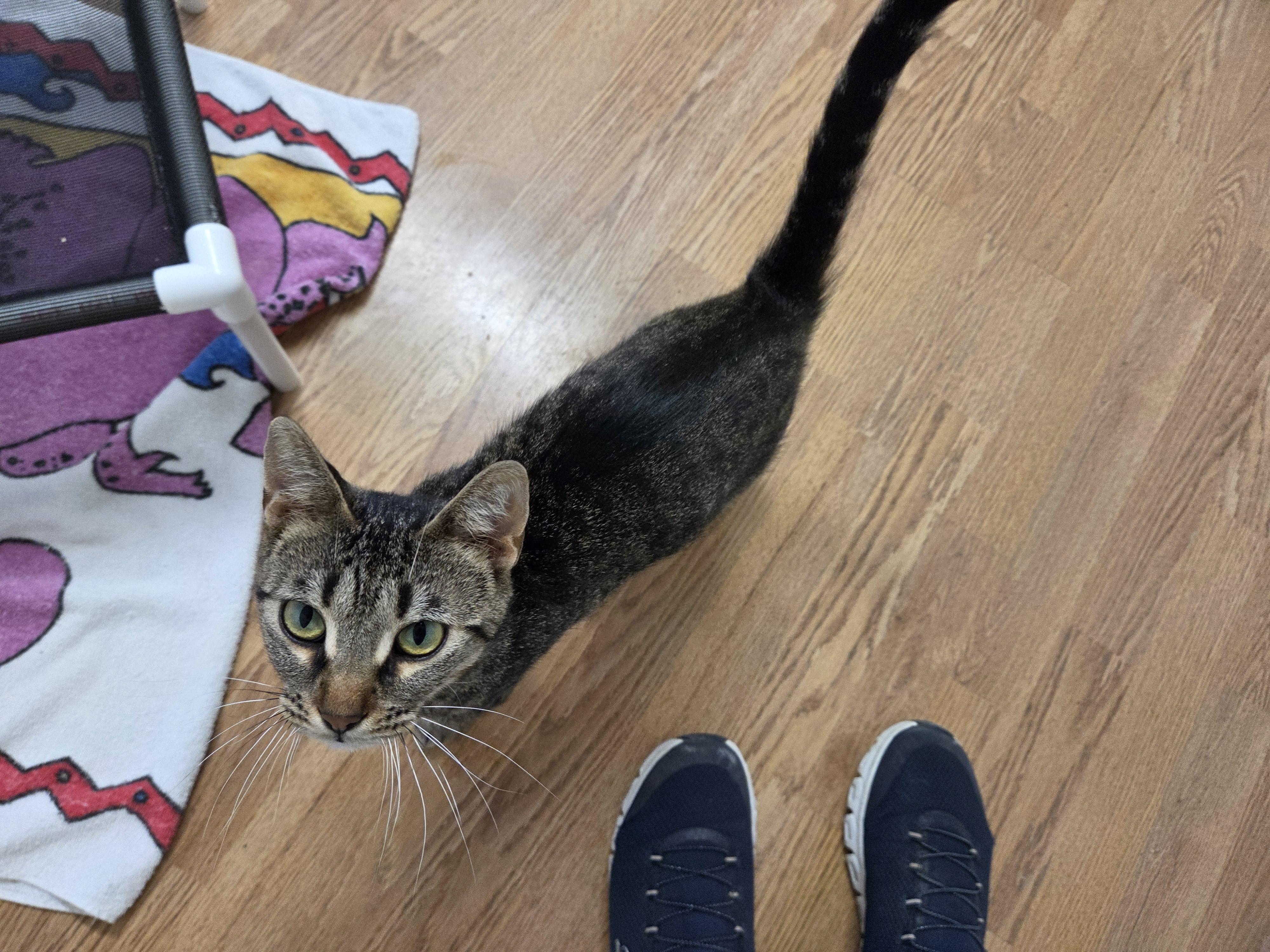 Enlarge Duchess, a ADOPTABLE mixed breed in Carsonville, MI image 2/2