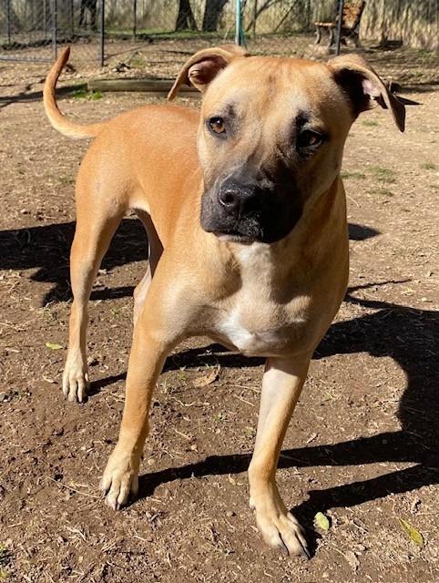 Jonah, Adoptable, Adult Male Labrador Retriever.