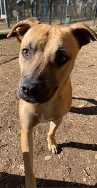 Jonah, a Adoptable Labrador Retriever in Little Rock, AR image 1/3
