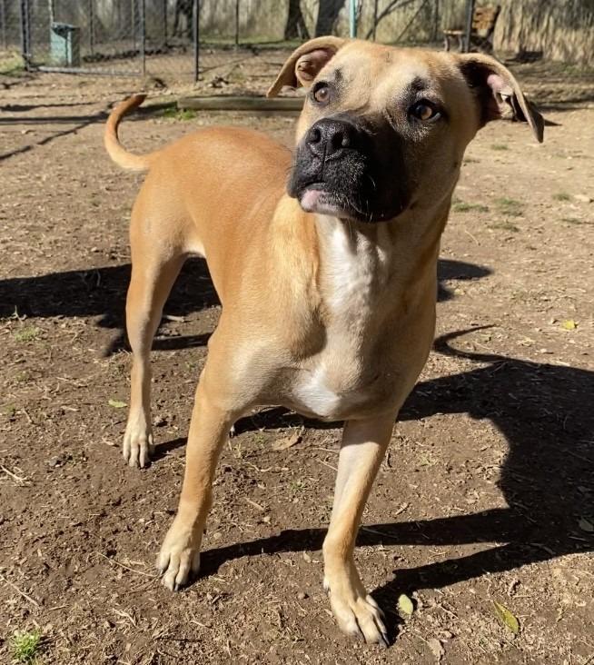 Enlarge Jonah, a Adoptable Labrador Retriever in Little Rock, AR image 2/3