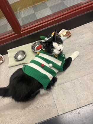 Enlarge Buttons, a Adoptable Domestic Short Hair in Bensalem, PA image 1/3